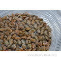 Good Quality Blue Mussel Meat Without Shell